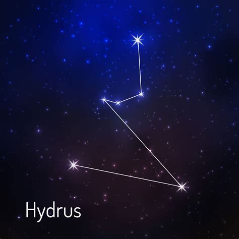 Hydrus Definition And Meaning Collins English Dictionary