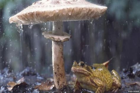 40 Excellent Pictures of Animals in Rain