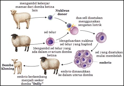 Mari saya akan jelaskan perbedaannya. Bioteknologi Reproduksi | IPA | Kumpulan Soal Ujian Terbaru