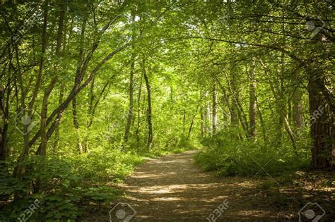 Path In Beautiful Green Forest In Summer Scenery Forest