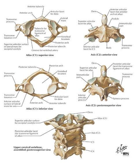 Meaning of atlas vertebra medical term. Pictures Of Atlas Vertebra | Healthiack