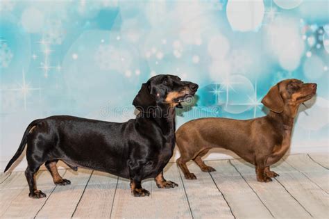 Portrait Of Two Miniature Dachshunds Stock Image Image Of Funny