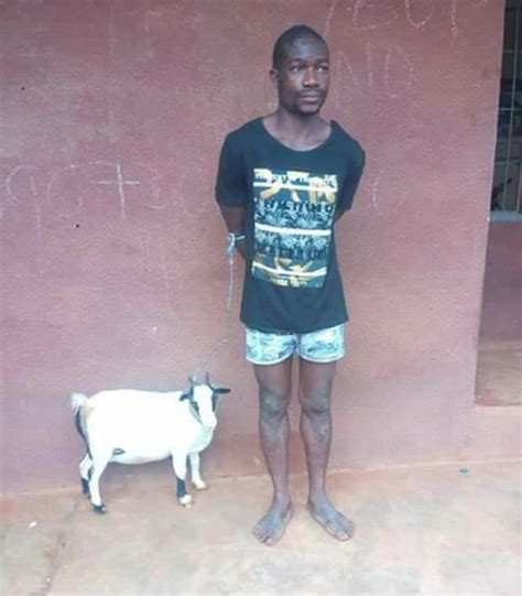 Suspected Thief Disgraced And Paraded After Stealing Pregnant Goat In Anambra Photos Gistmania