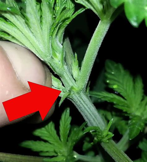 the ultimate guide to sexing cannabis plants before the flowering stage grow weed easy
