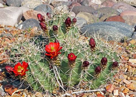 8do christmas cactus need full sun? 132 Types of Cacti (A to Z Photo Database)