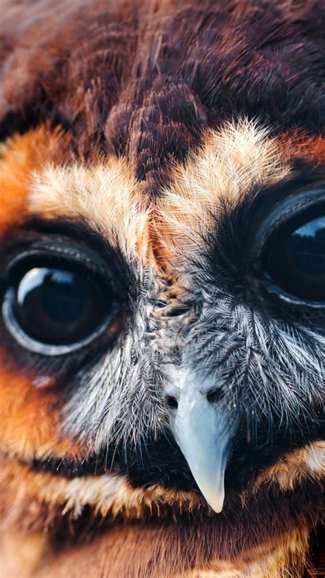 Animals Wallpapers iPhone : Animals wallpaper iPhone ...