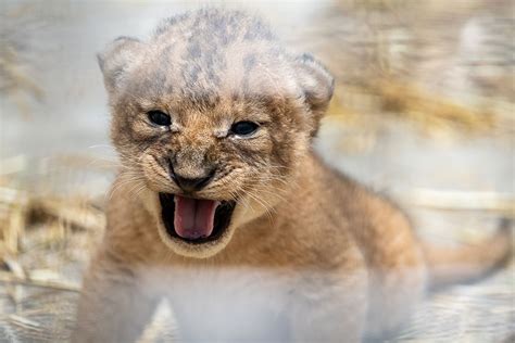 Too Cute Lion Cubs Arrive At Pittsburgh Zoo Pittsburgh Magazine