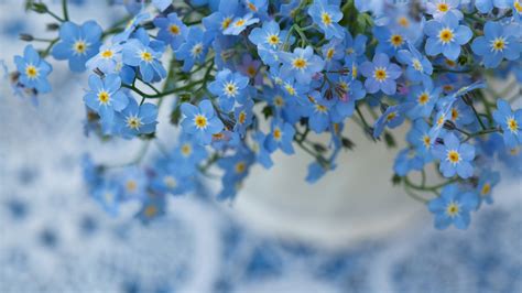 Forget Me Not Wallpapers Wallpaper Cave
