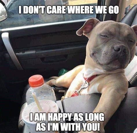 24 Doggo Memes Thatll Significantly Improve The Ruff Day Youre Having