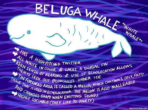 My Zoetrope 026 Beluga Whale Beluga Whale Beluga Whale Facts