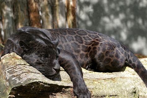Daily Timewaster Black Panthers Have Spots But You Can Only See Them