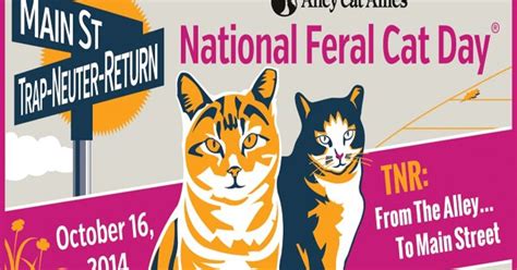 Help Celebrate National Feralcatday On October 16 With Jackson Galaxy
