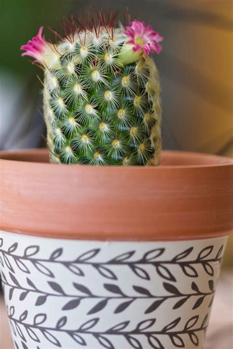 La pourriture est malheureusement un problème fréquent chez les cactus. Comment prendre soin des cactus d'intérieur ? - Un Brin ...