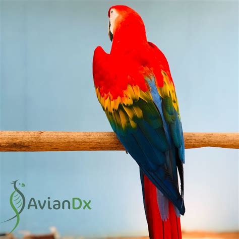 Scarlet Macaw Bird Call Parrot Facts Macaw Parrot Image