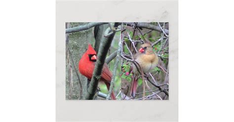 Cardinals Spring Postcard Zazzle