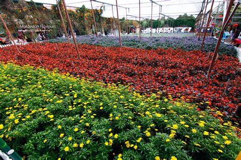 Ringlet is 8 miles (13 kilometers) to the south of tanah rata, while brinchang. Nova Highlands Resort & Residence Cameron Highlands Stay ...