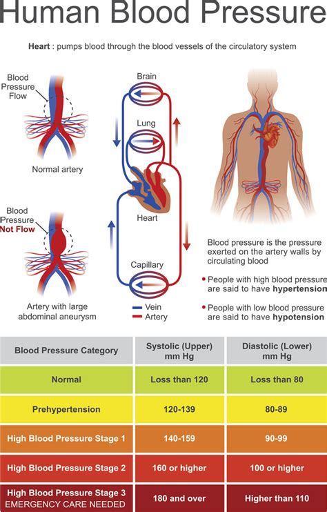 Blood Pressure Anatomy