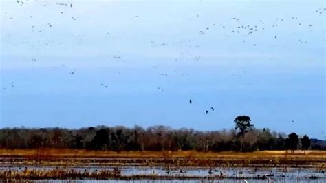 Maybe you would like to learn more about one of these? Bear Island MWA - ACE Basin South Carolina - February 09 ...