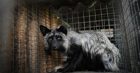 Scandal Of Real Fur From Raccoon Dogs Being Sold As 100 Fake In