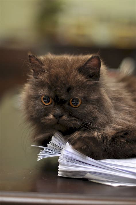 Photography Cute Persian Cats Your Daily Dose Of