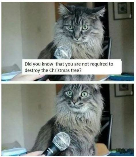 20 Hilarious Memes Every Cat Owner Will Understand