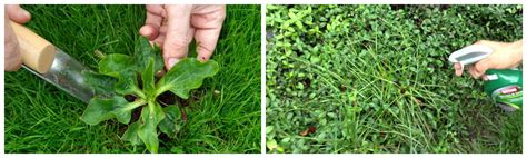 How To Identify And Remove Common Lawn Weeds Part Ii