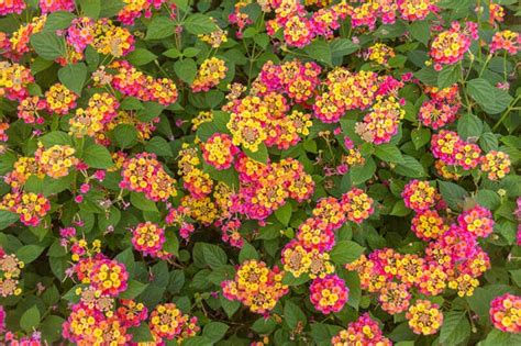 Nov 15, 2020 · lantana (lantana camara), also called shrub verbena, yellow sage, and red sage, is a perineal flowering plant that is commonly used in landscaping. 29 Rabbit-Resistant Plants That Rabbits Won't Eat in Your ...