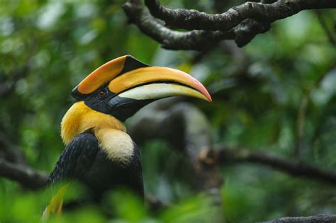 Hornbill 11 Facts About Malaysias National Bird