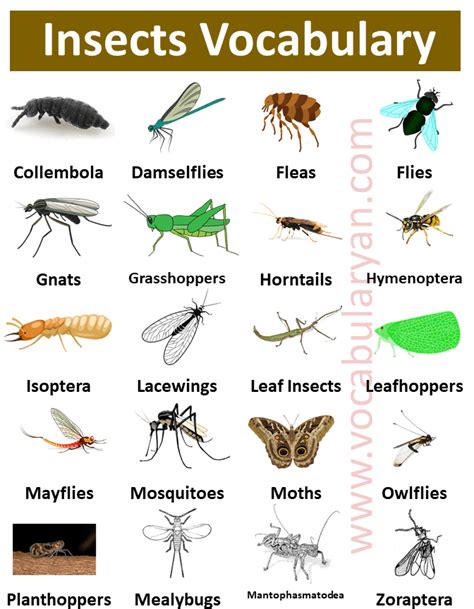 List Of Insects Names With Picture In English Vocabularyan
