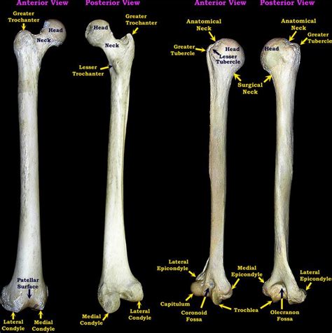 The shoulder joint is formed where the humerus (upper arm bone) fits into the scapula (shoulder blade), like a ball and socket. humerus bones images lables | This page created and ...