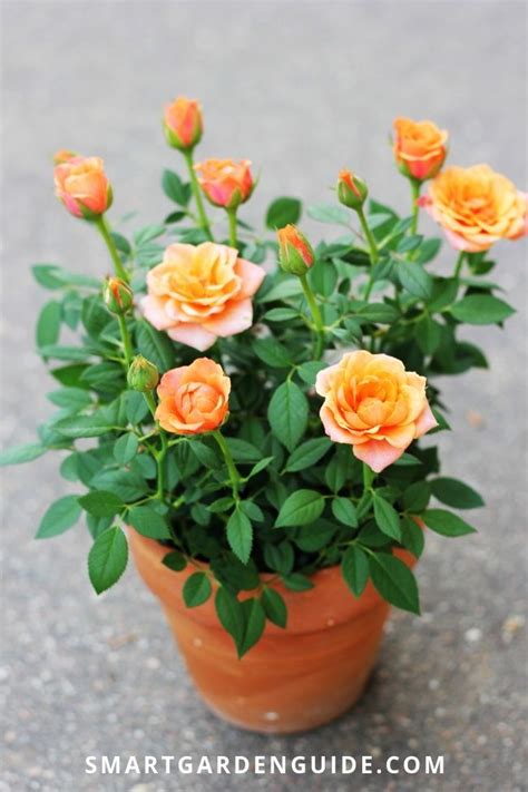 How To Care For A Mini Rose Bush Indoors Mollie Knight