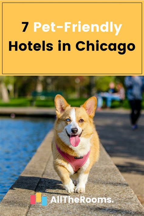 Best Pet Friendly Hotels In Colorado Springs Pet Friendly Hotels Dog