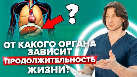 Диета болезнь печень поджелудочная Как поджелудочная железа может влиять на продолжительность жизни? Что Как поджелудочная железа может влиять на продолжительность жизни? Что Диета болезнь печень поджелудочная
