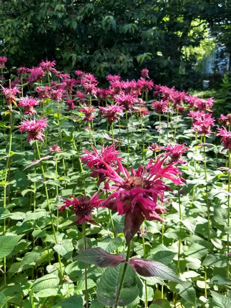 Raspberry plant (rubus idaeus) is a plant of the rosaceae family, within which many other shrubs are included, such as bramble (rubus fruticosus), redcurrant (ribes rubrum) or woodland strawberry. Monarda | Plants, Flowers, Raspberry