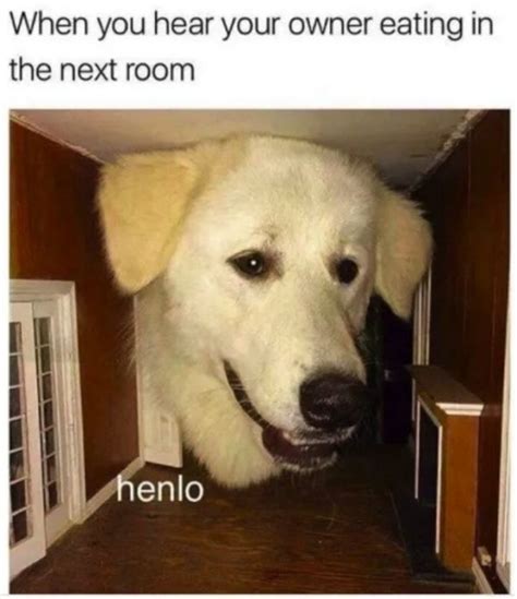 101 Best Funny Dog Memes To Make You Laugh All Day