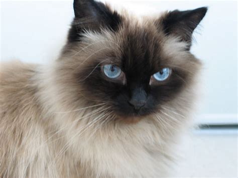 5 Things You Didnt Know About The Himalayan Cat