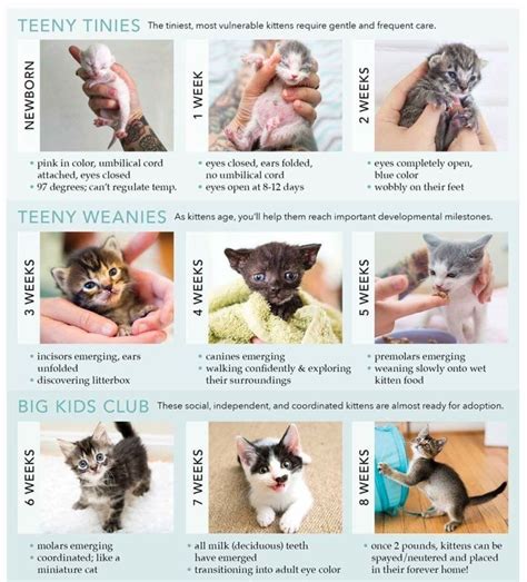 This A Great Kitten Agegrowth Chart Kitten Care Newborn Kitten