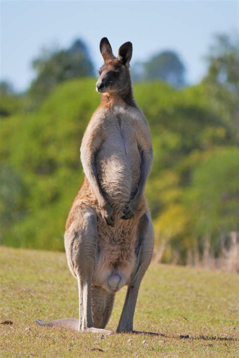 Large Male Eastern Grey Kangaroo In Brisbane