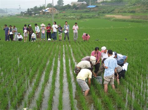 Icoop Korea S Practice For Enhancing Biodiversity In Rice Paddy