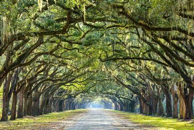 Plant more trees, secure your future. 'Savannah, Georgia, USA Oak Tree Lined Road at Historic Wormsloe Plantation.' Photographic Print ...