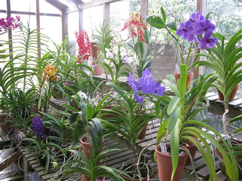 My Greenhouse 2 Vandas Orchid Dude Flickr