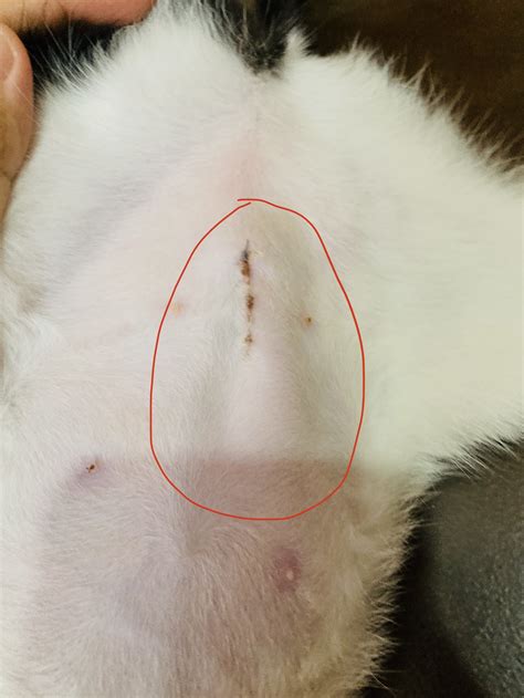 What Does A Normal Dog Spay Incision Look Like