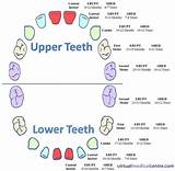 Pictures of How To Do Dental Charting