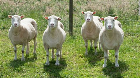 Dolly The Sheeps Cloned Sisters Enjoy Good Health Cnn