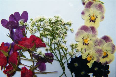 Pressed flowers - Dried flowers shop | Dried flowers, Lobelia flowers, Pressed flowers