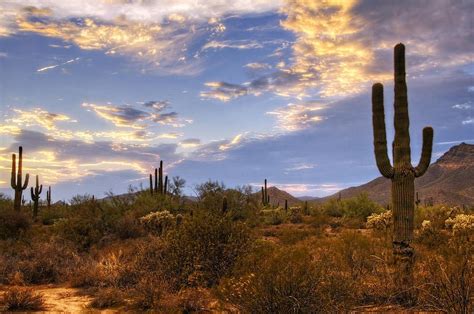 The Sonoran Desert Western Landscape Arizona Sunrise