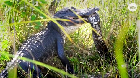 Hero Alligator Gulps Down Invasive Burmese Python