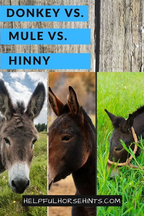 Donkeys And Mules Are Featured In This Collage With The Words Donkey Vs