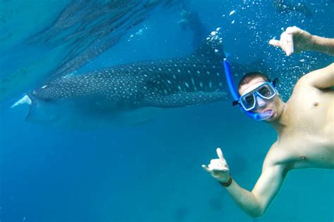 Swimming With Whale Sharks In Oslob Cebu Review