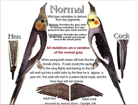 Cockatiel Male Or Female How To Identify Gender Sex In Cockatiel In